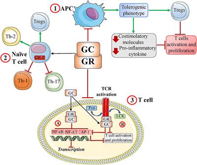 Implicating the Role of GILZ in Glucocorticoid Modulation of T-Cell Activation